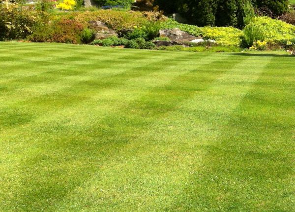 Cost of Commercial Grass Cutting in Midland