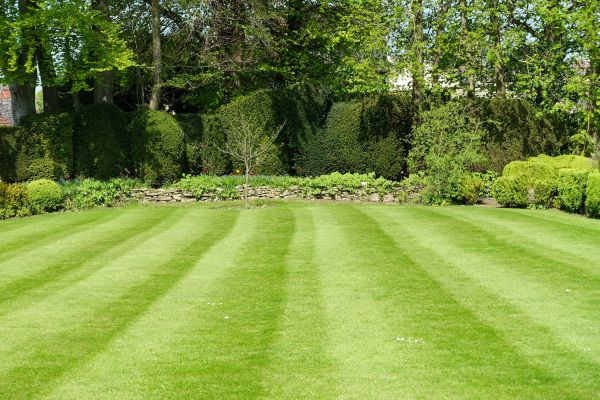 Grass Care Service in Midland