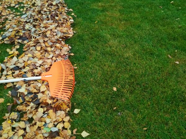 Fall Lawn Care in Midland