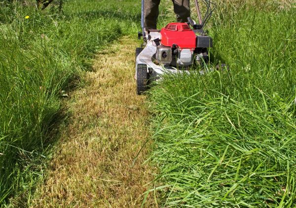 Leaf Mowing in Midland
