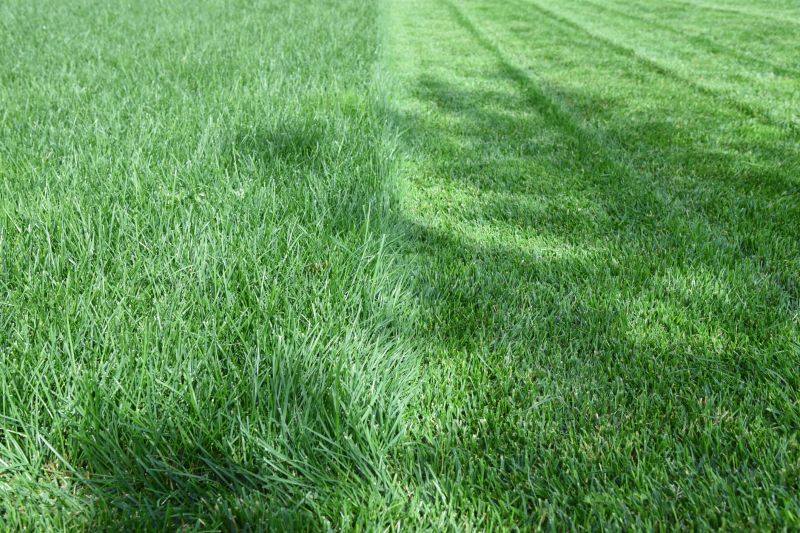 Trimmed Grass Edges
